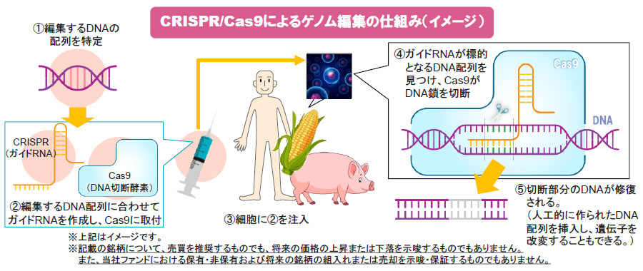 【図表】CRISPR/Cas9によるゲノム編集の仕組み（イメージ）