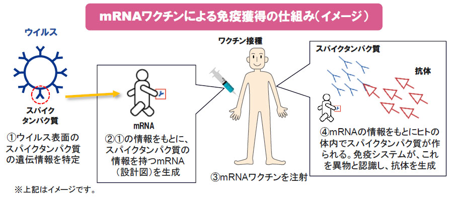 【図表】mRNAワクチンによる免疫獲得の仕組み(イメージ)
